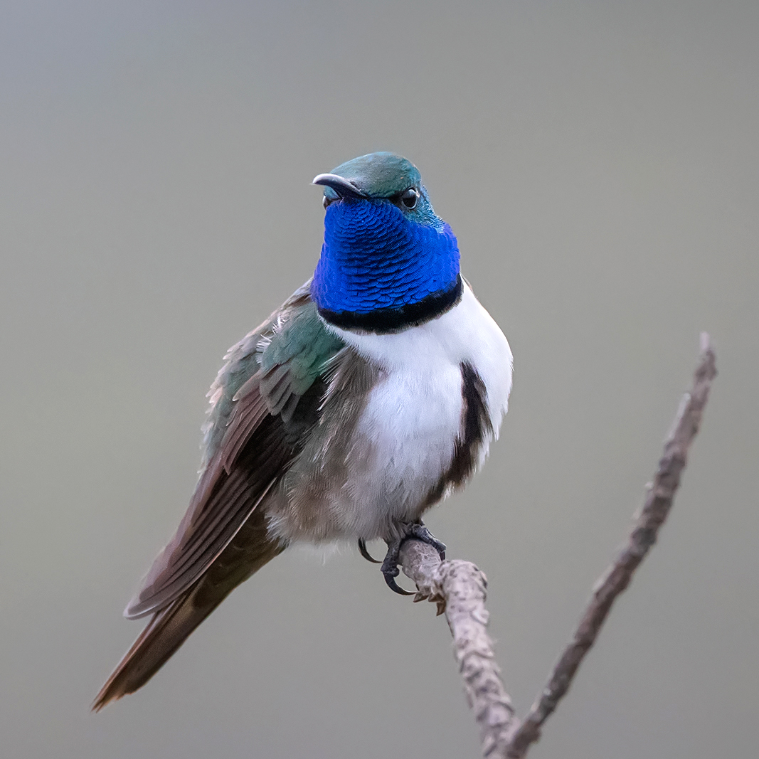 Blue-throated Hillstar nest discovery!